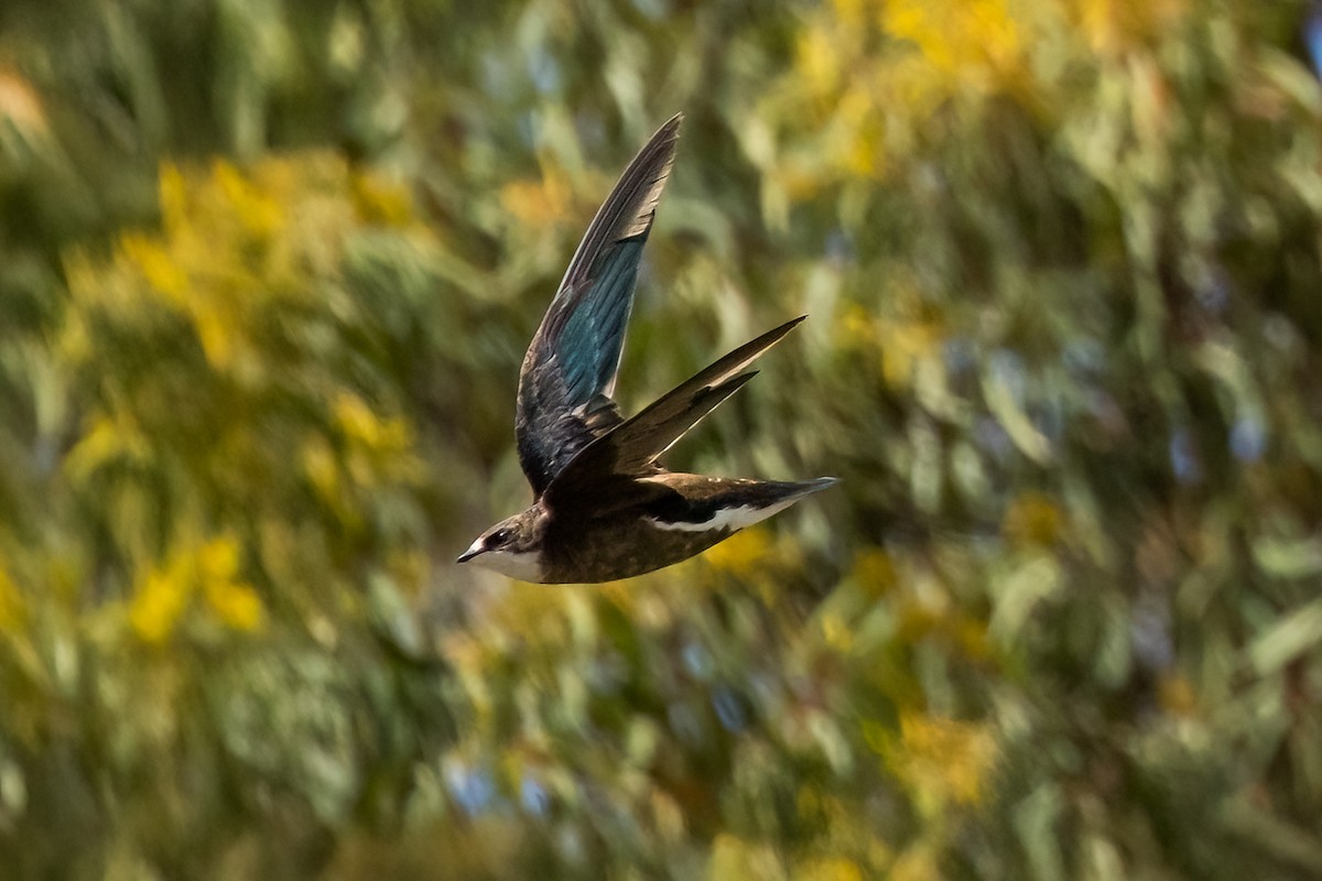White-throated Needletail - ML647343150