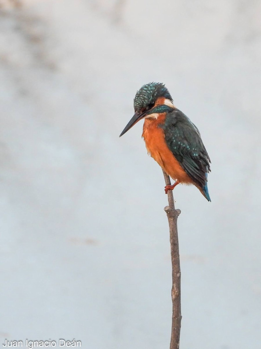 Common Kingfisher - ML647343153