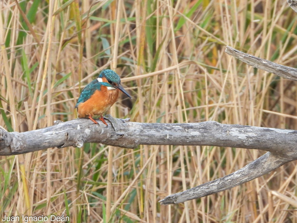 Common Kingfisher - ML647343154