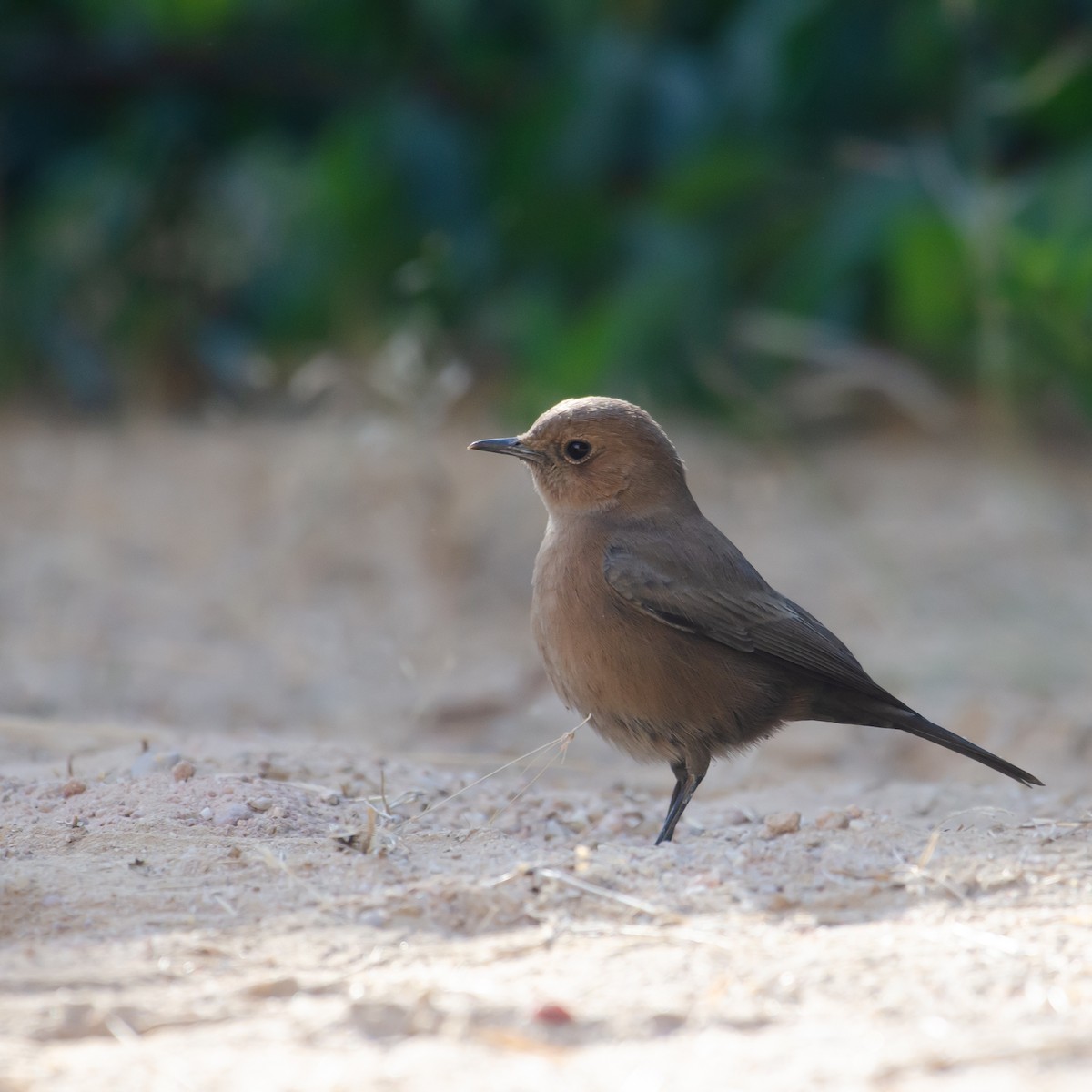 Brown Rock Chat - ML647343163