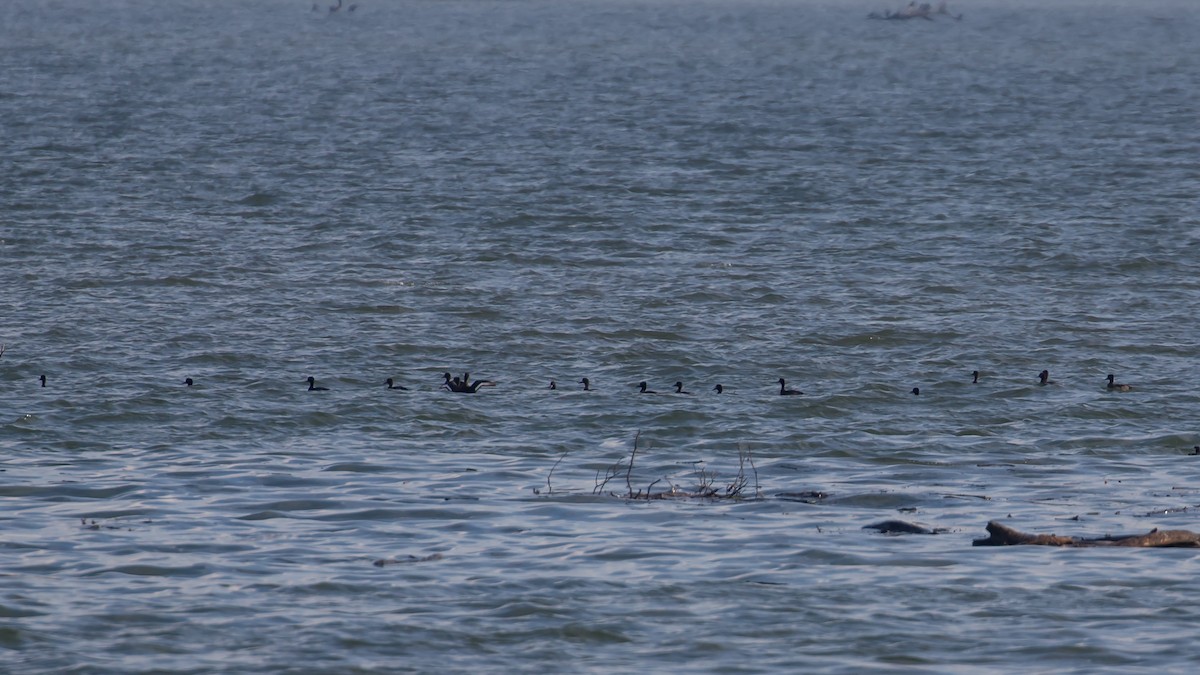 toppand - ML647343167