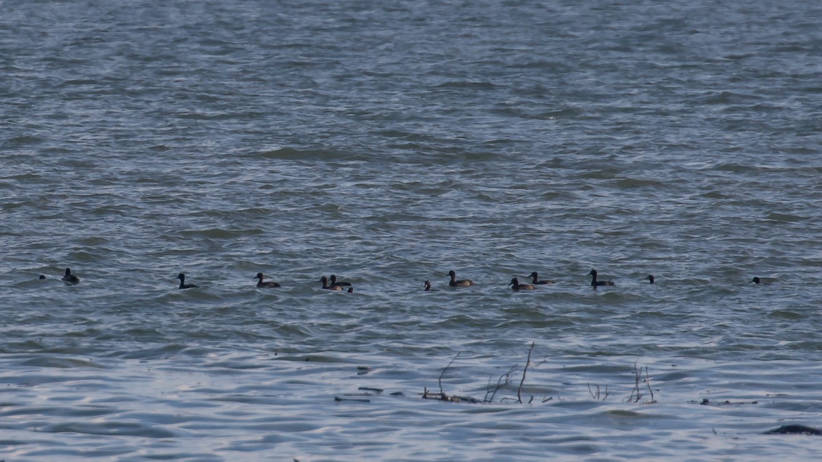 toppand - ML647343168