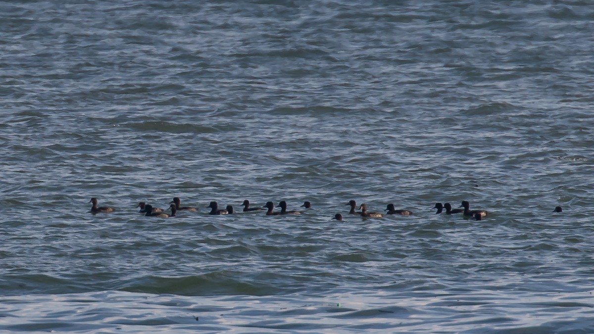 toppand - ML647343169