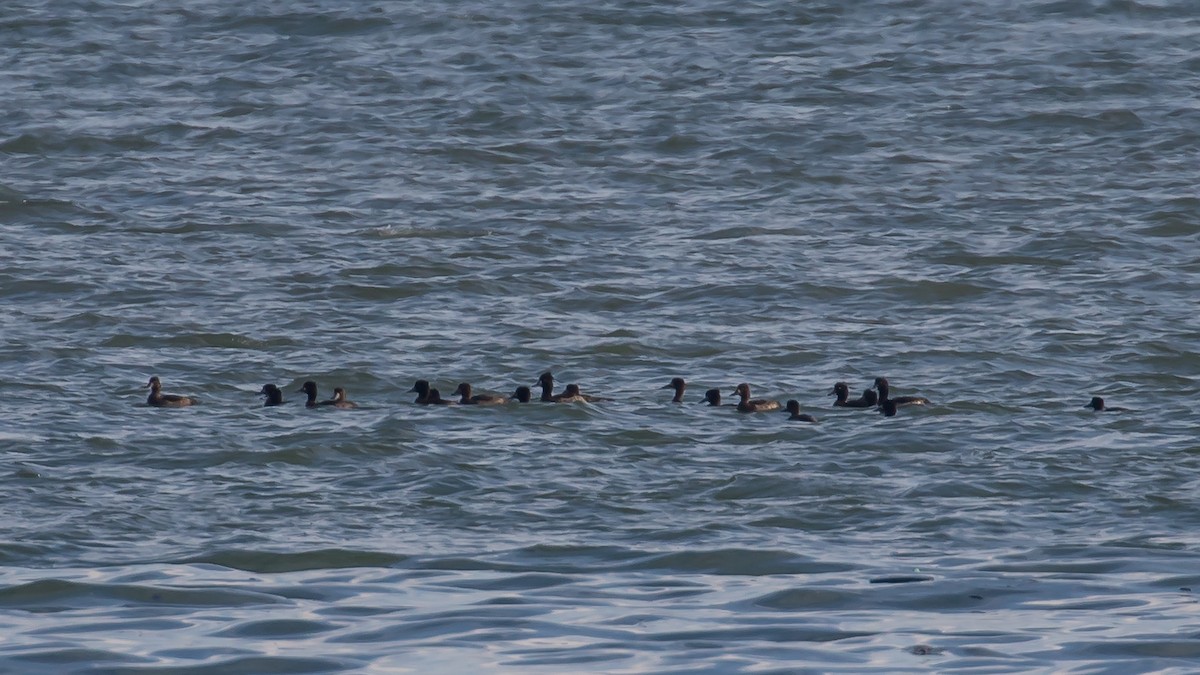 toppand - ML647343170