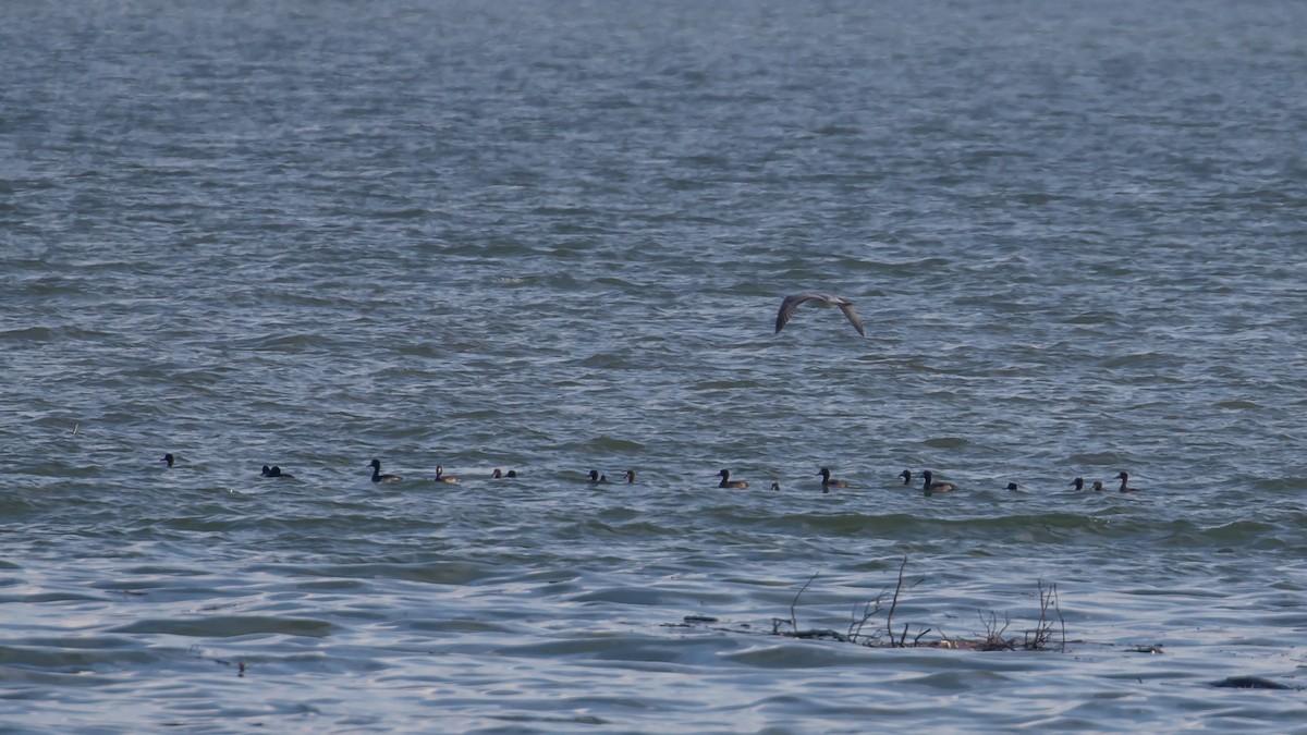 toppand - ML647343171