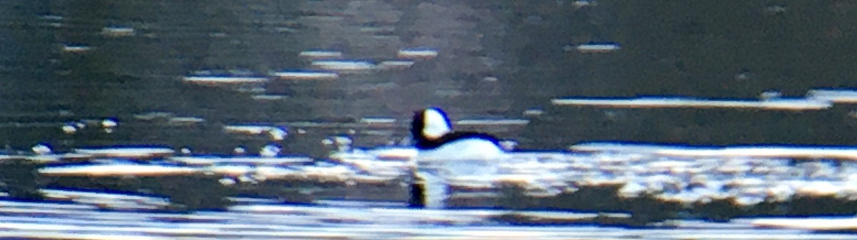 bøffeland - ML647343173