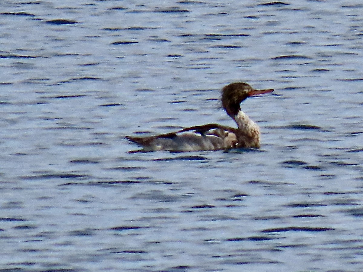 siland - ML647343176