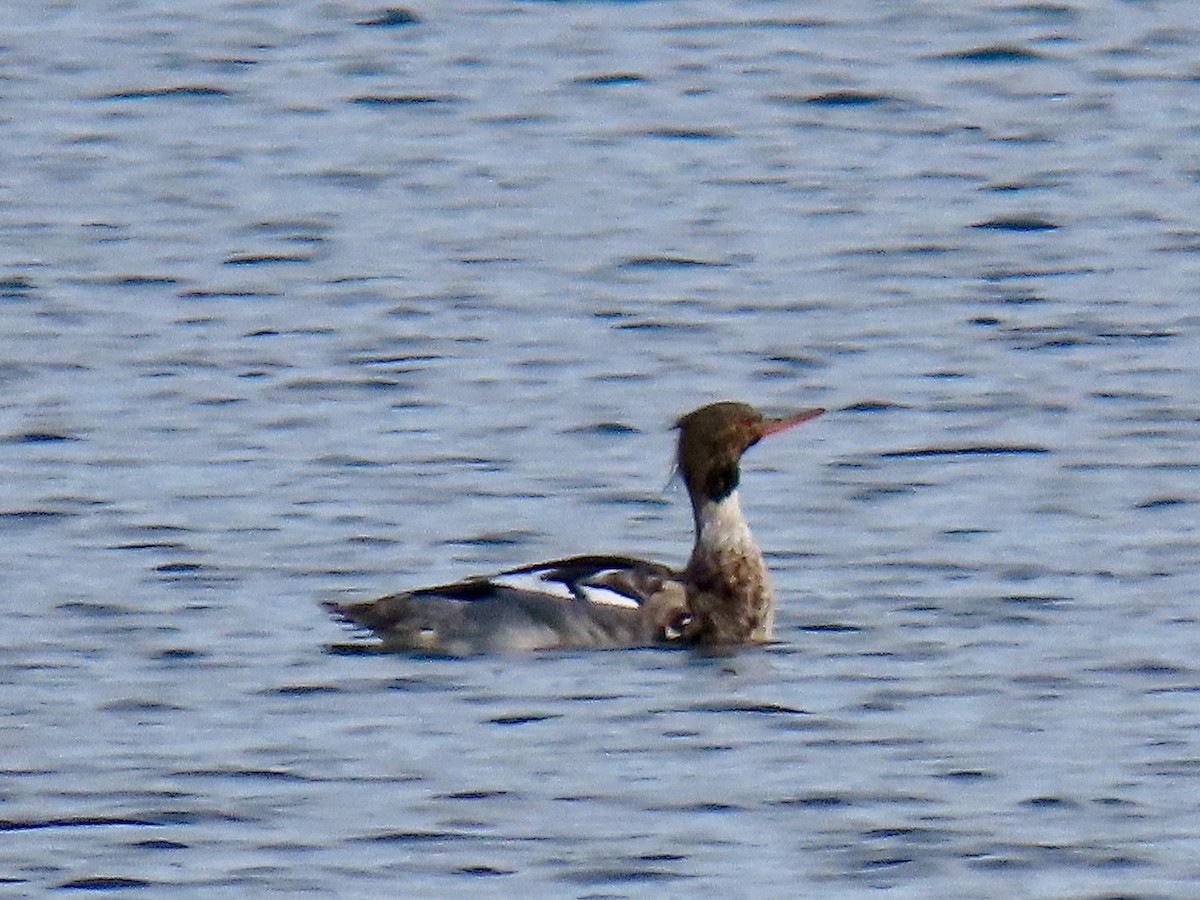 siland - ML647343177