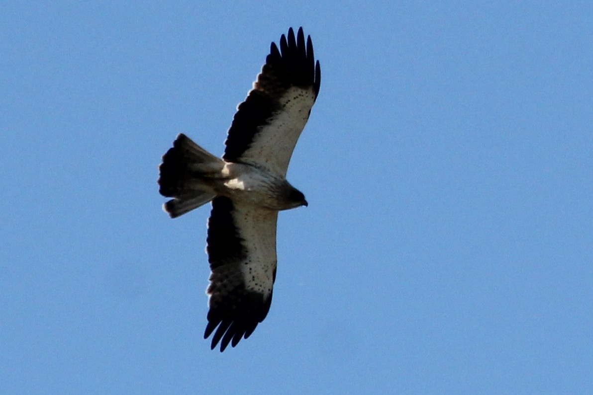 dvergørn - ML647343178