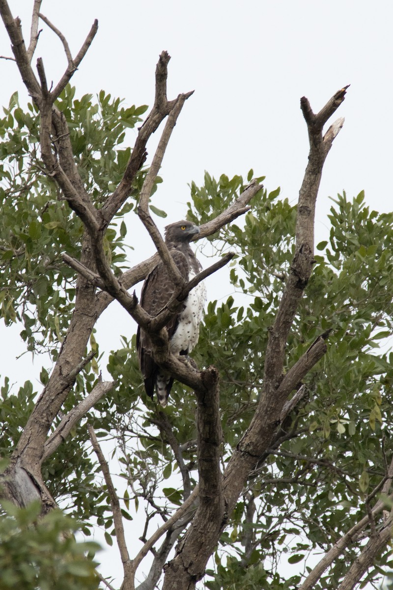 kampørn - ML647343179