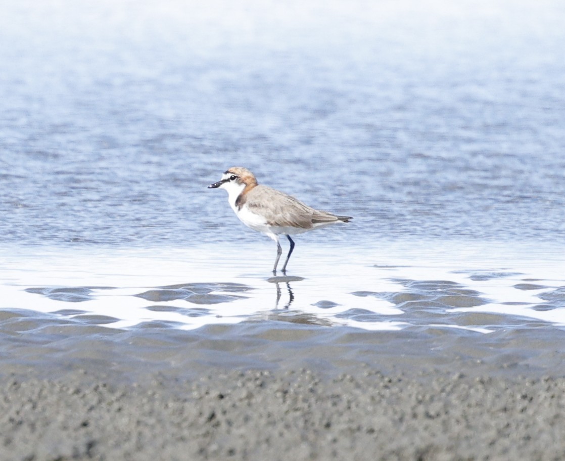 rødhettelo - ML647343180