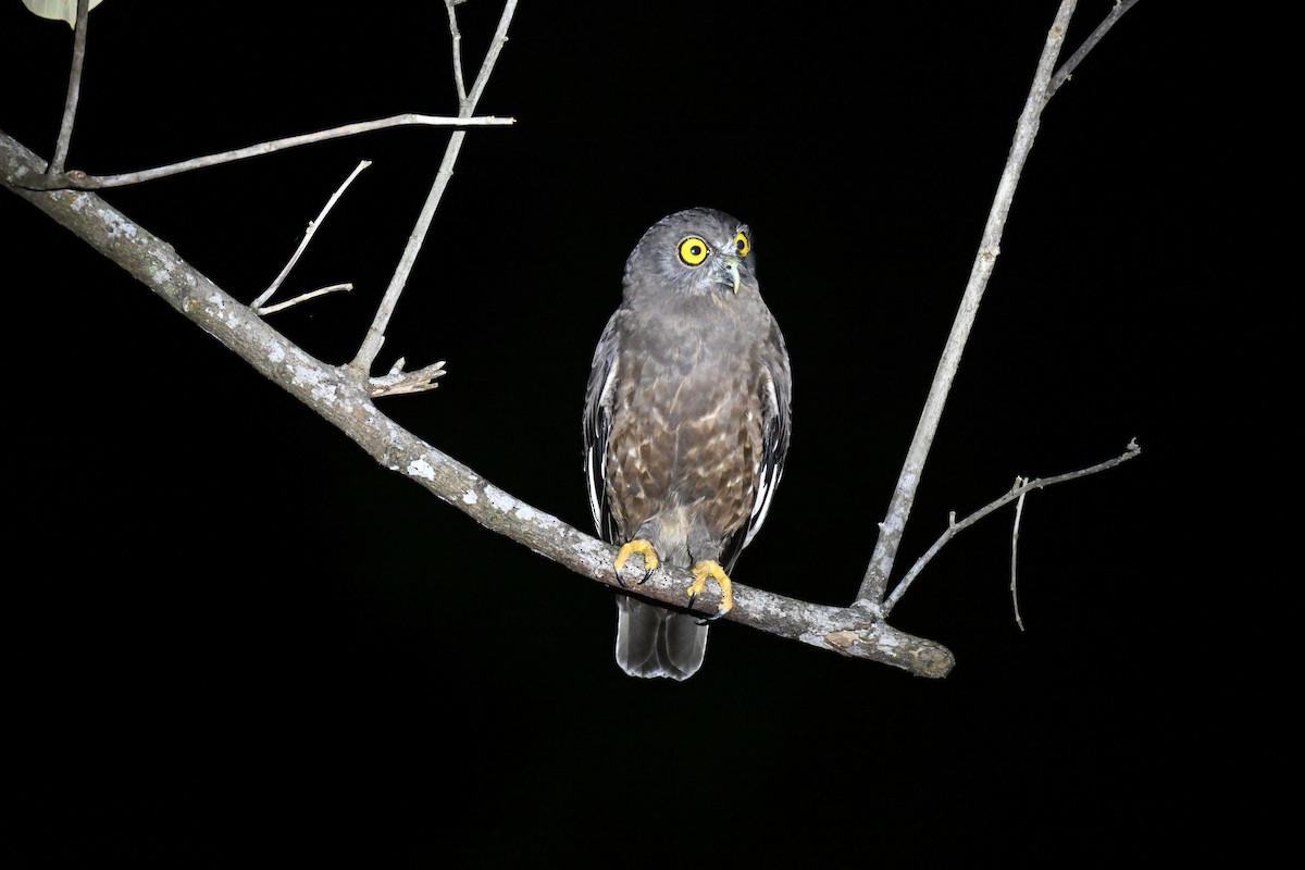 mørkugle - ML647343181