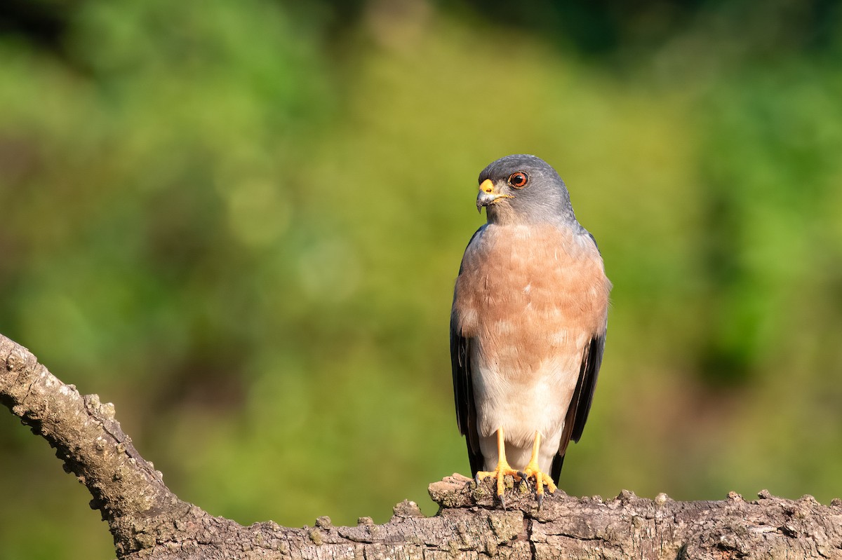 froskehauk - ML647343182