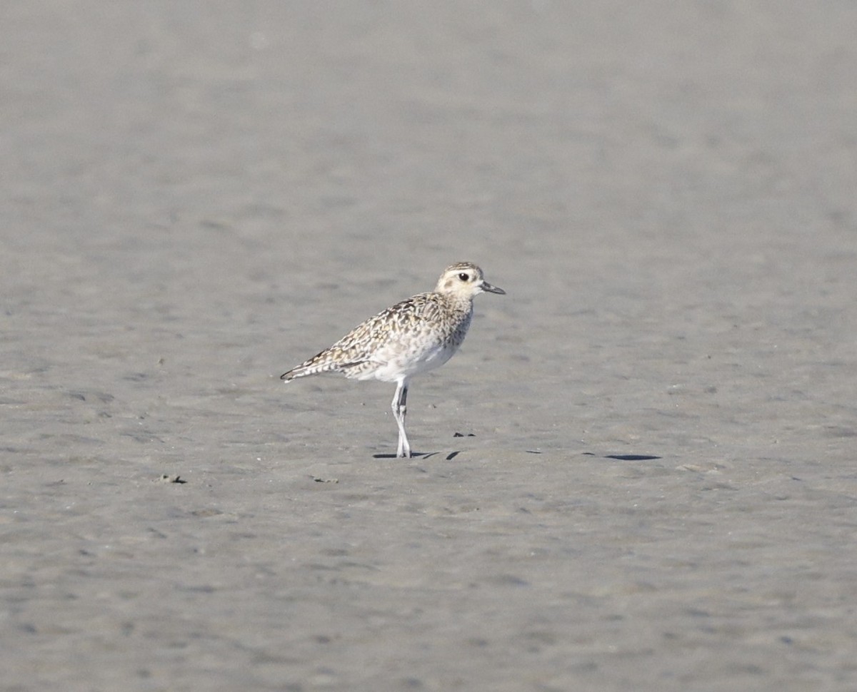 sibirlo - ML647343183