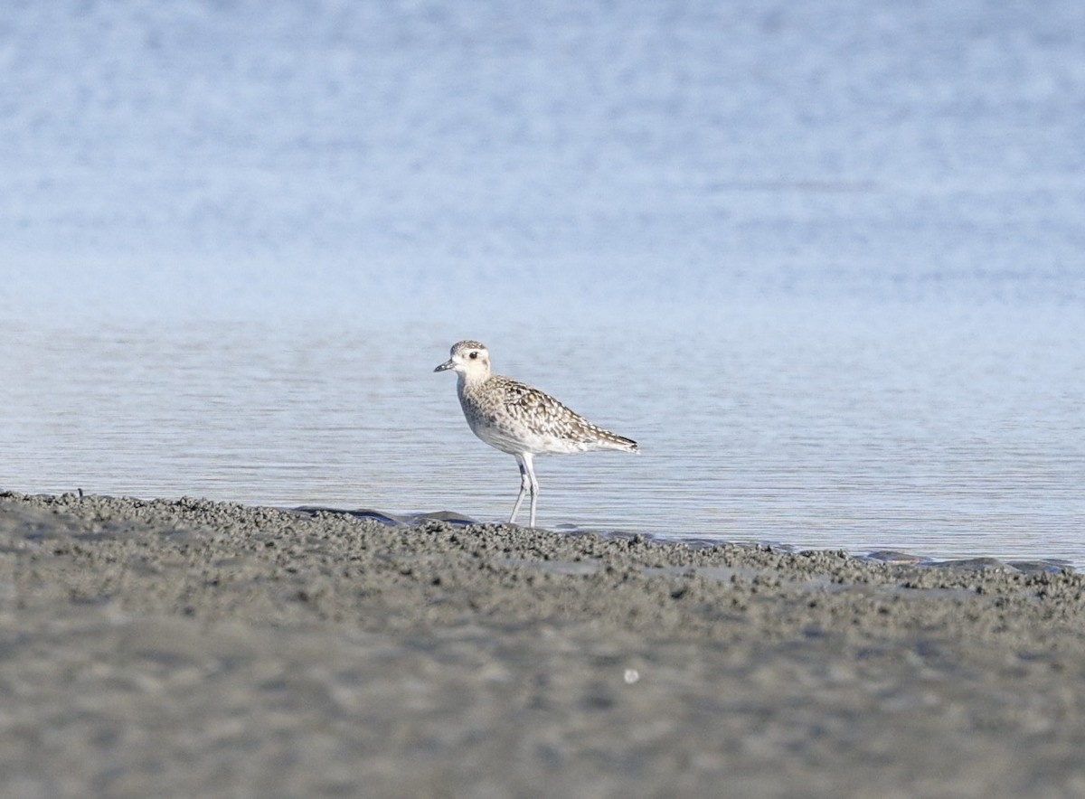 sibirlo - ML647343184