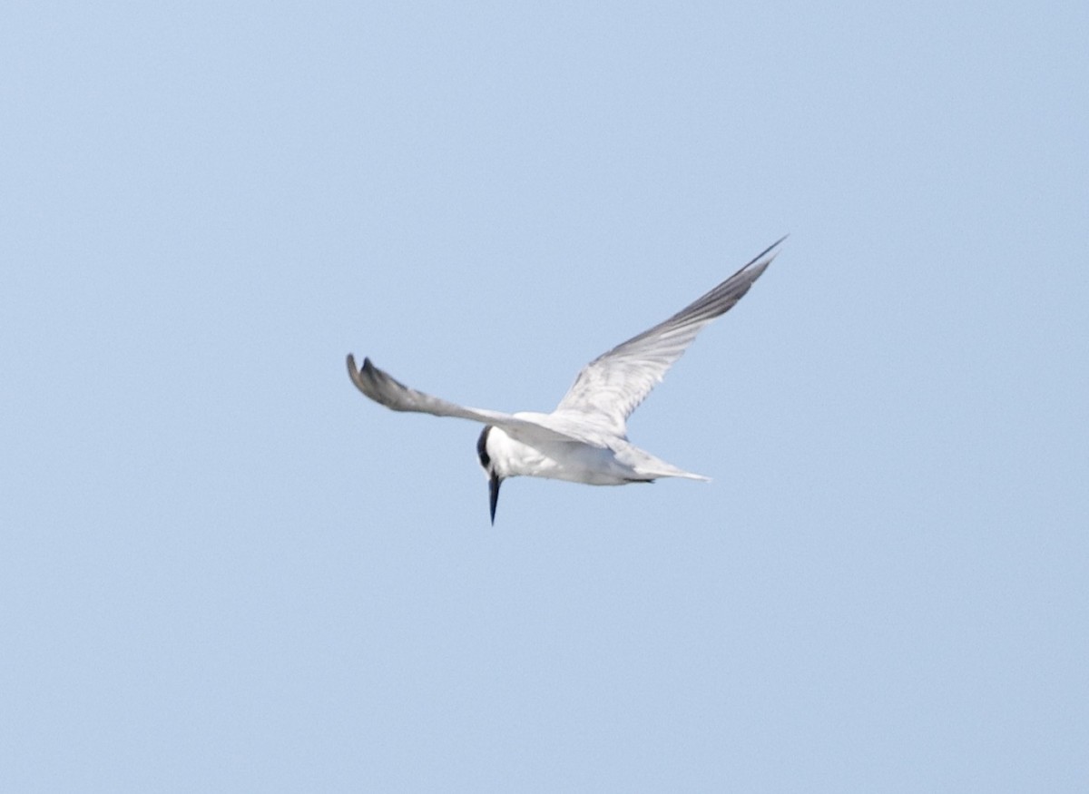 dvergterne - ML647343186