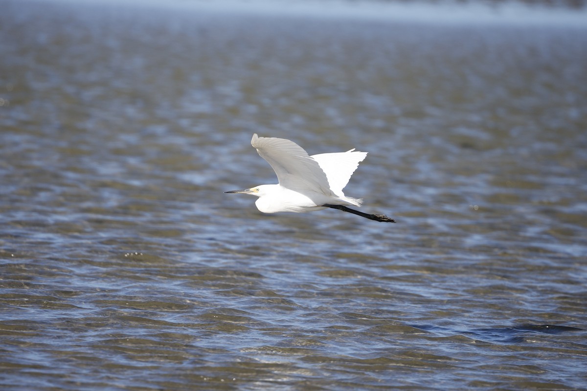 brudehegre - ML647343189