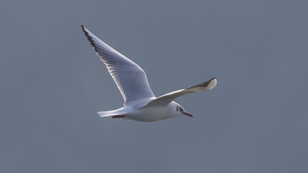 hettemåke - ML647343193