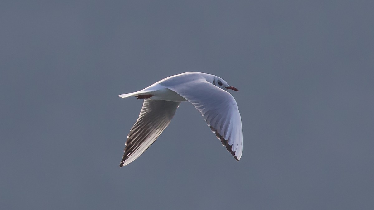 hettemåke - ML647343194