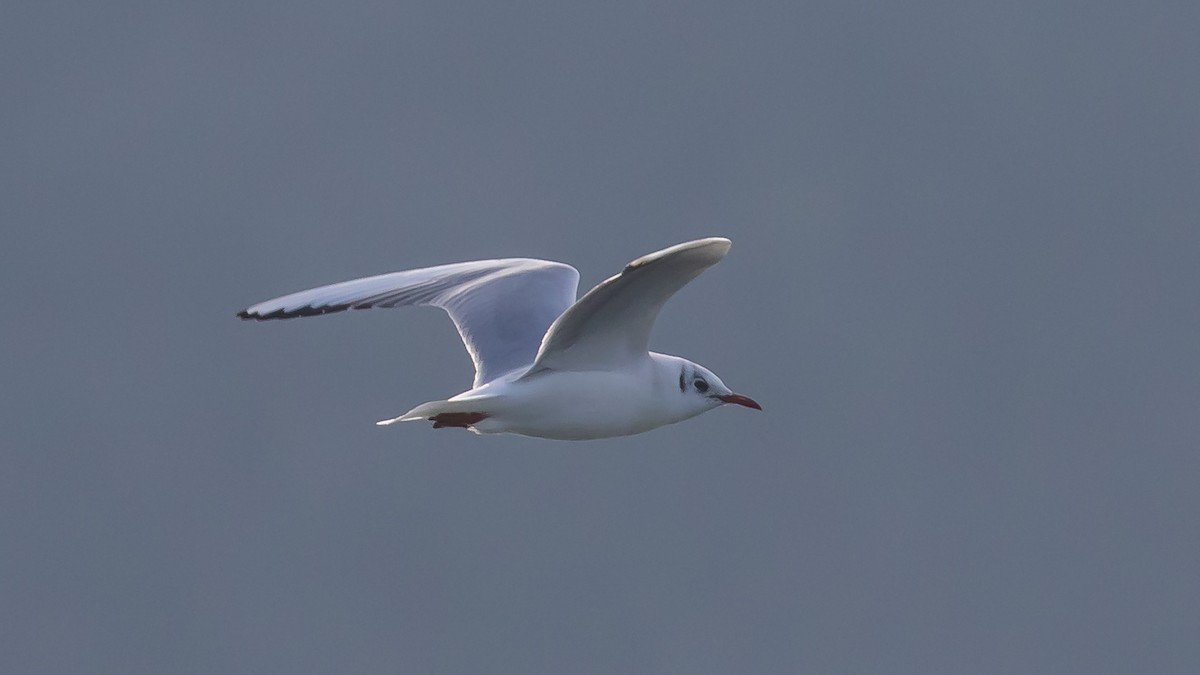 hettemåke - ML647343195