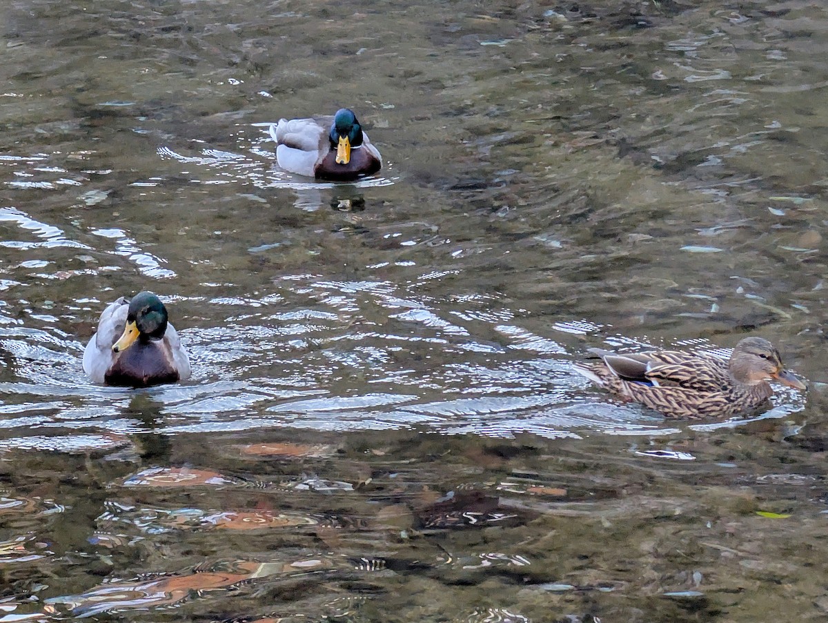 stokkand - ML647343196