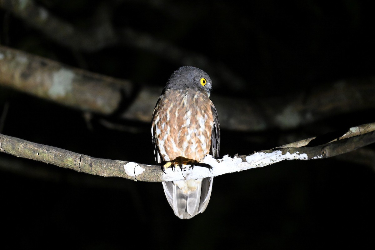 klageugle - ML647343203