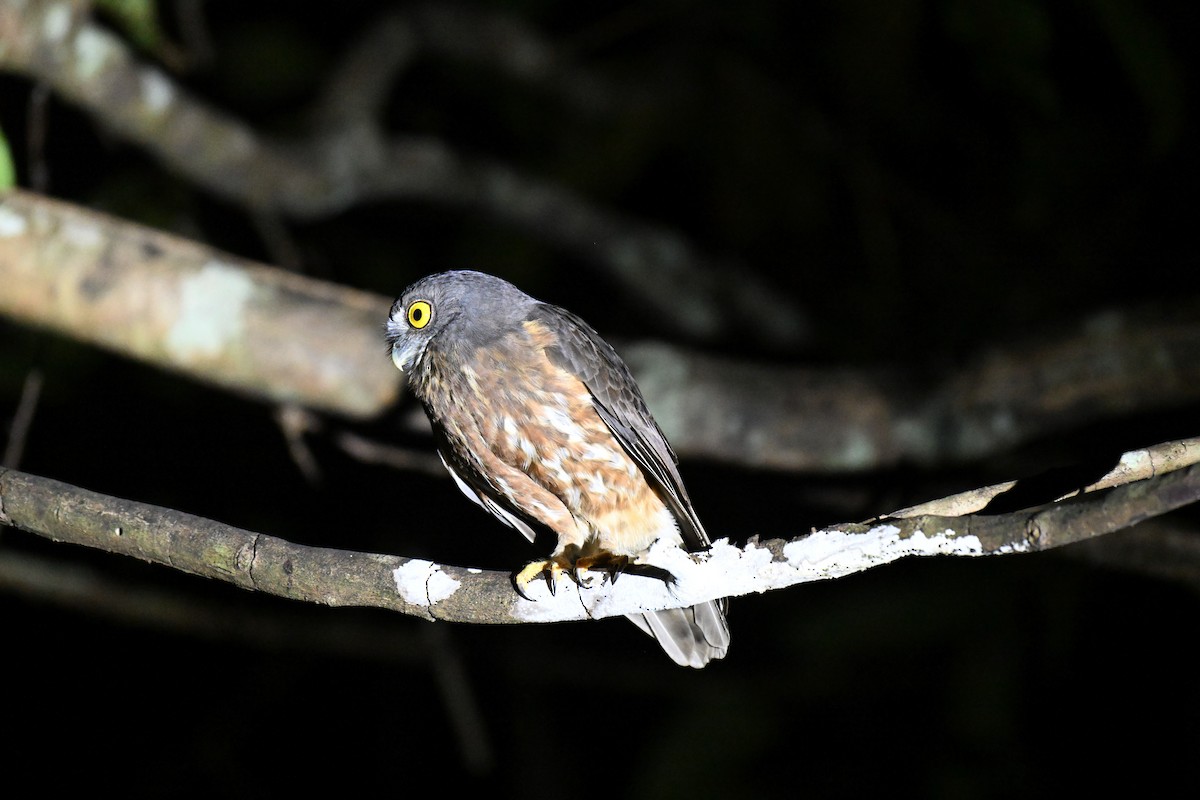 klageugle - ML647343204