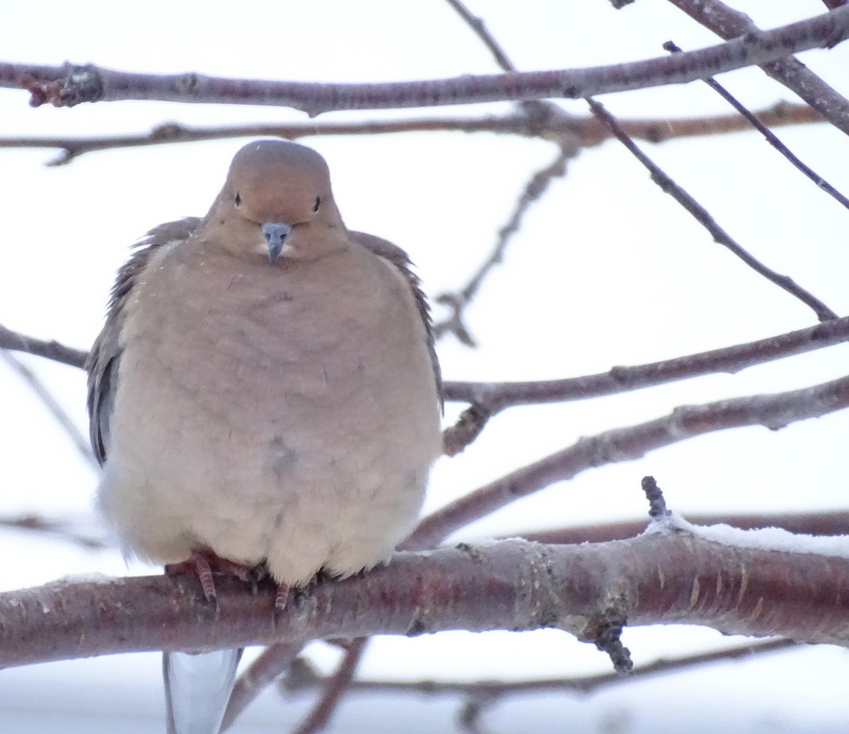 Mourning Dove - ML647343209