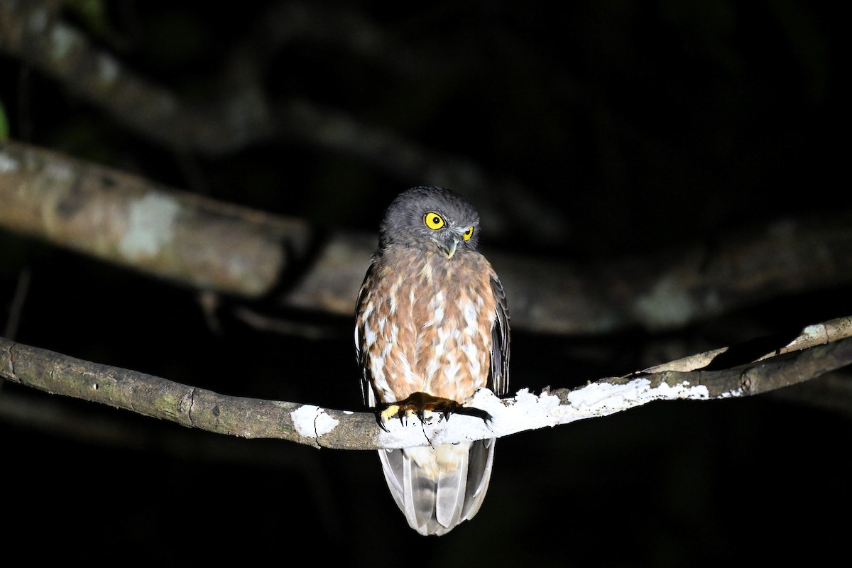 Andamanenkauz - ML647343210