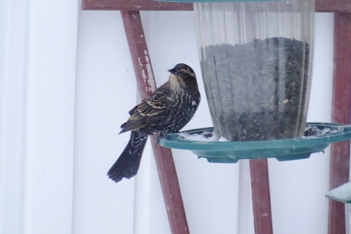 Red-winged Blackbird - ML647343212