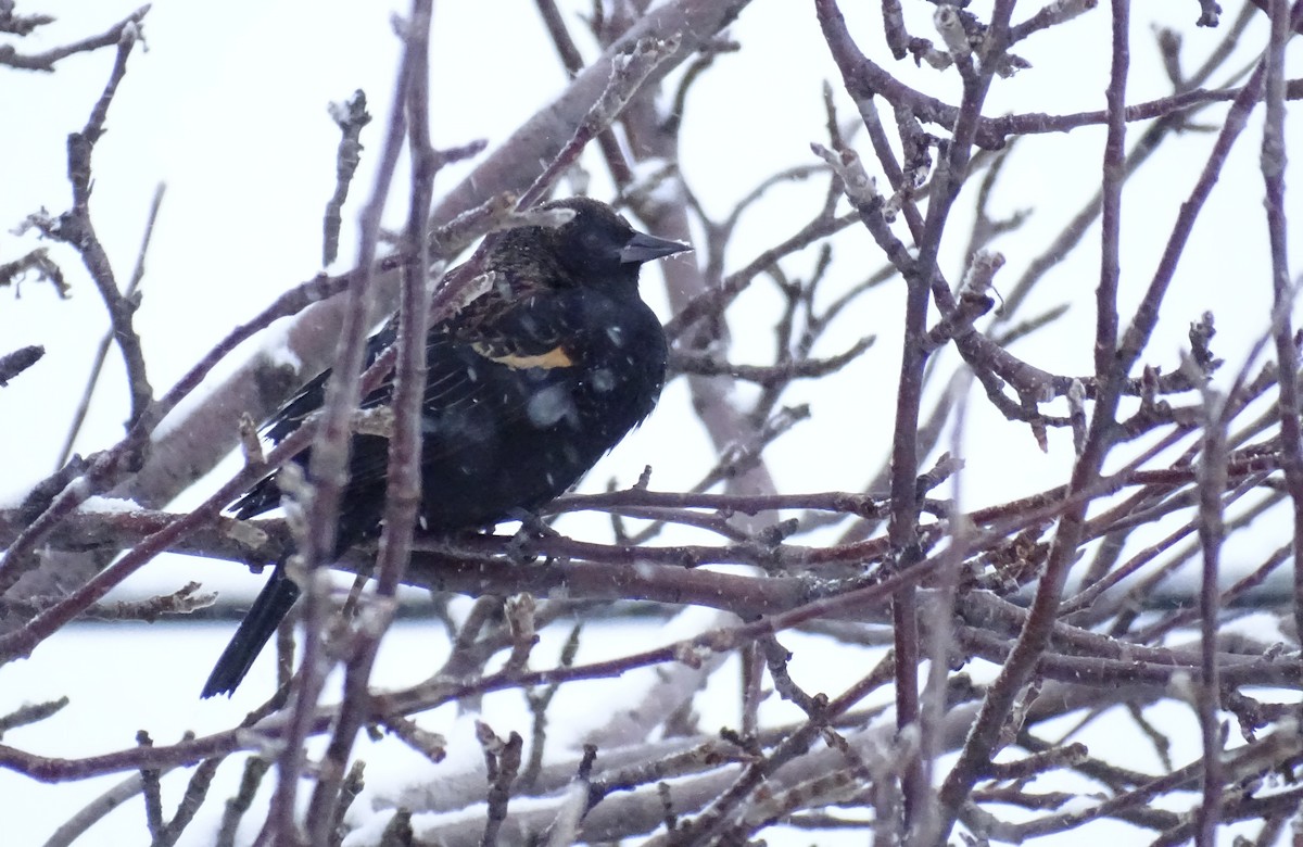 Red-winged Blackbird - ML647343213
