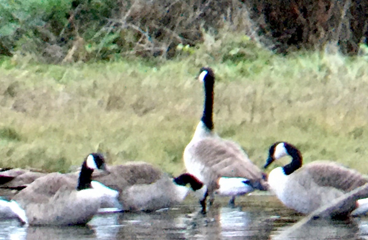 Branta kanadar handia - ML647343214