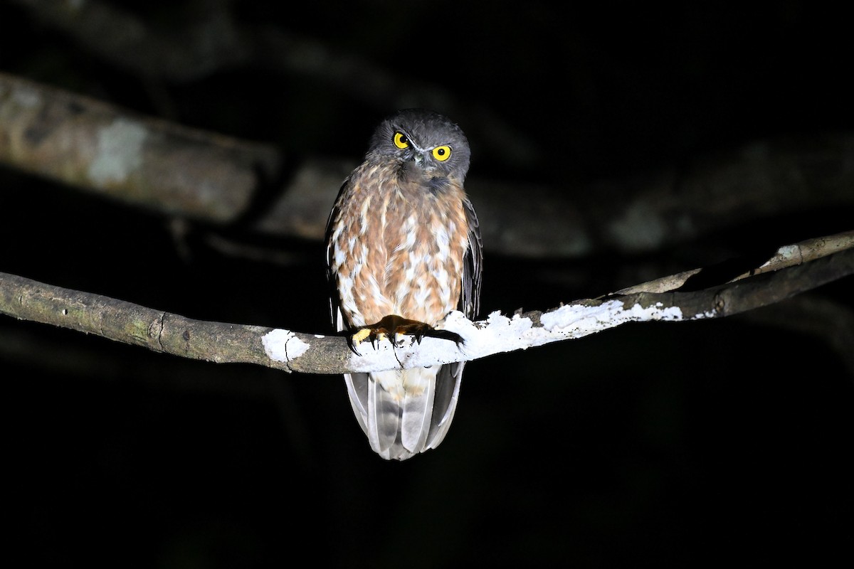 Andamanenkauz - ML647343215