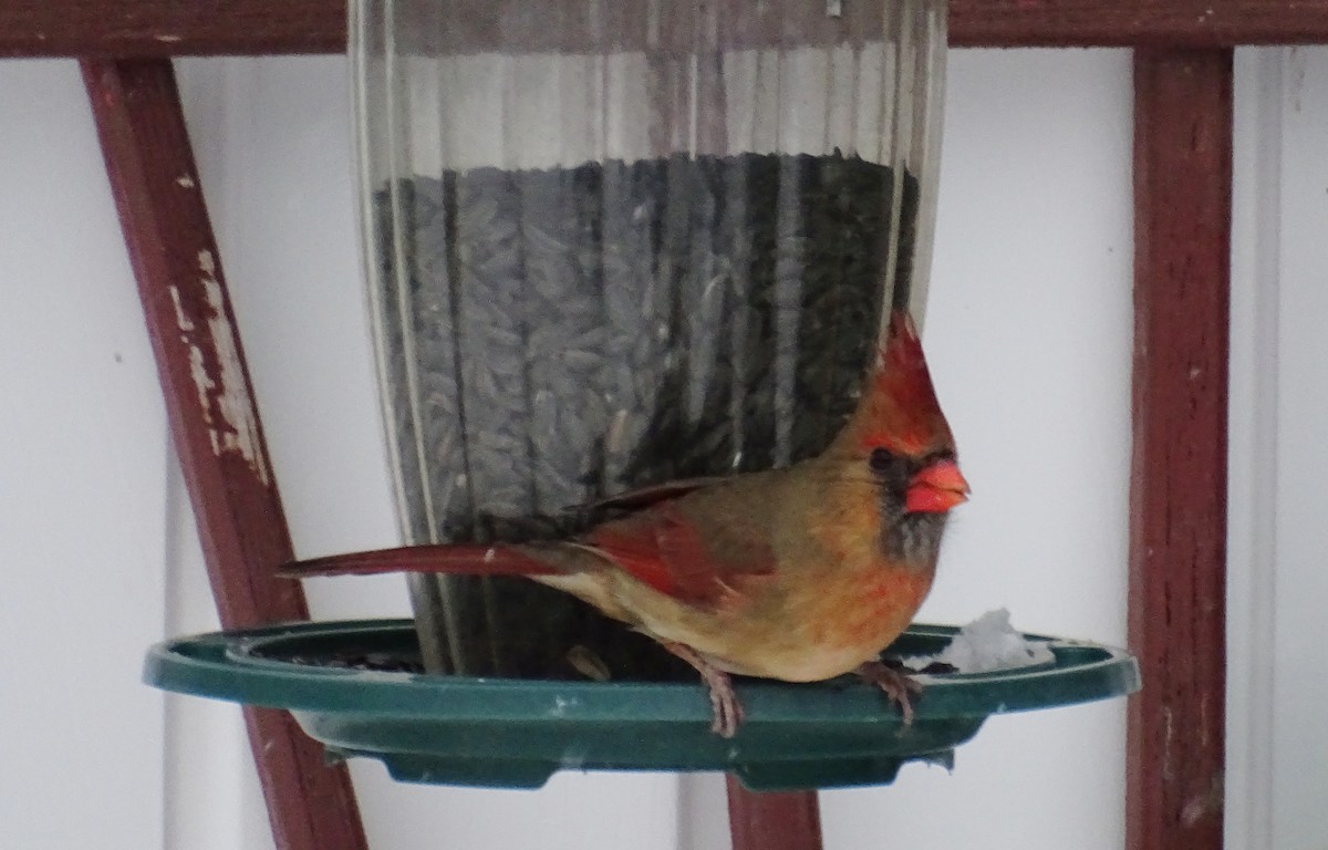 Northern Cardinal - ML647343220