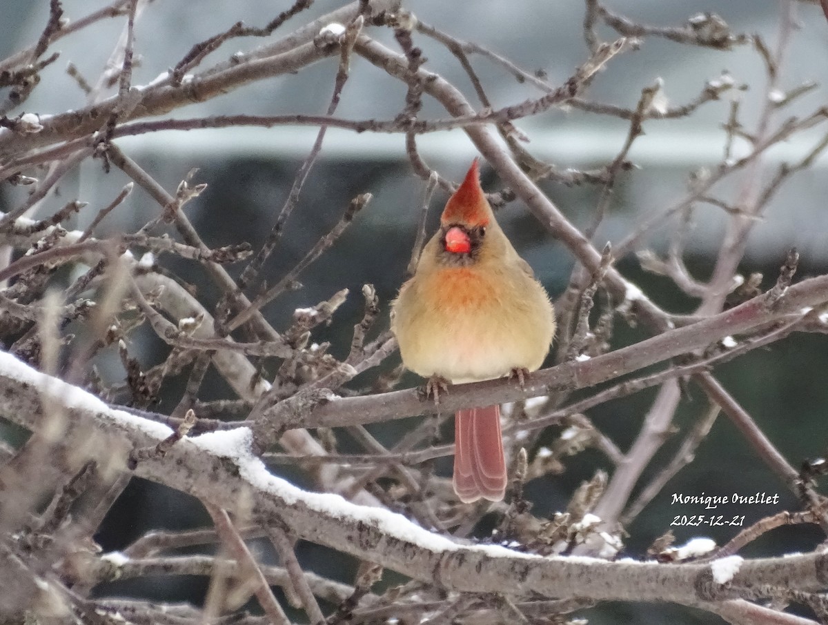 Northern Cardinal - ML647343221