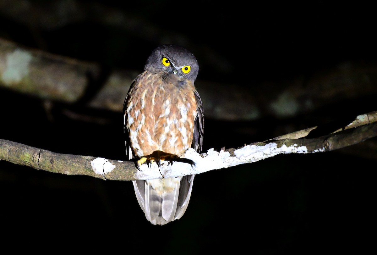 Andamanenkauz - ML647343223