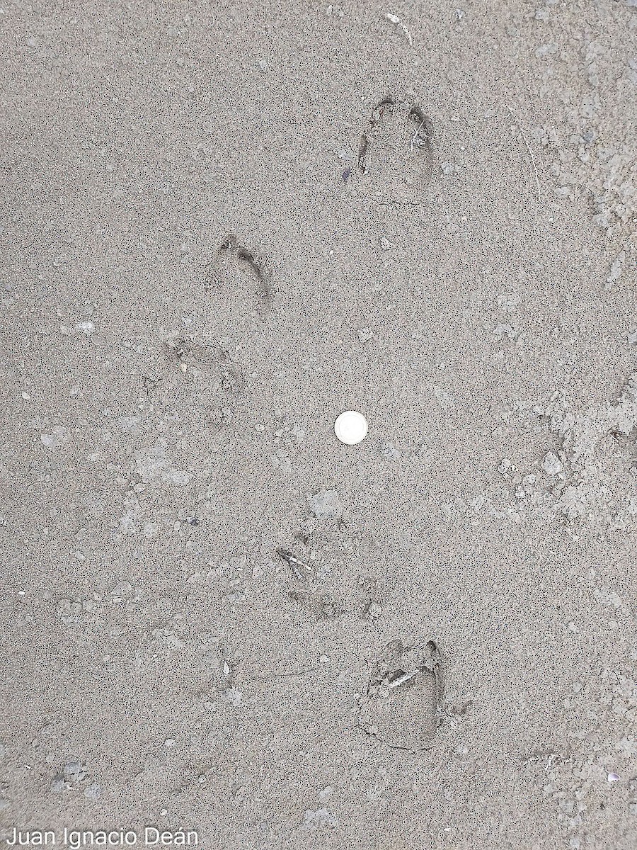 Sanglier - ML647343227