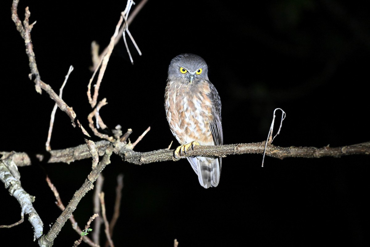 Andamanenkauz - ML647343233