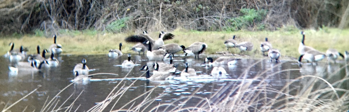 Branta kanadar handia - ML647343237