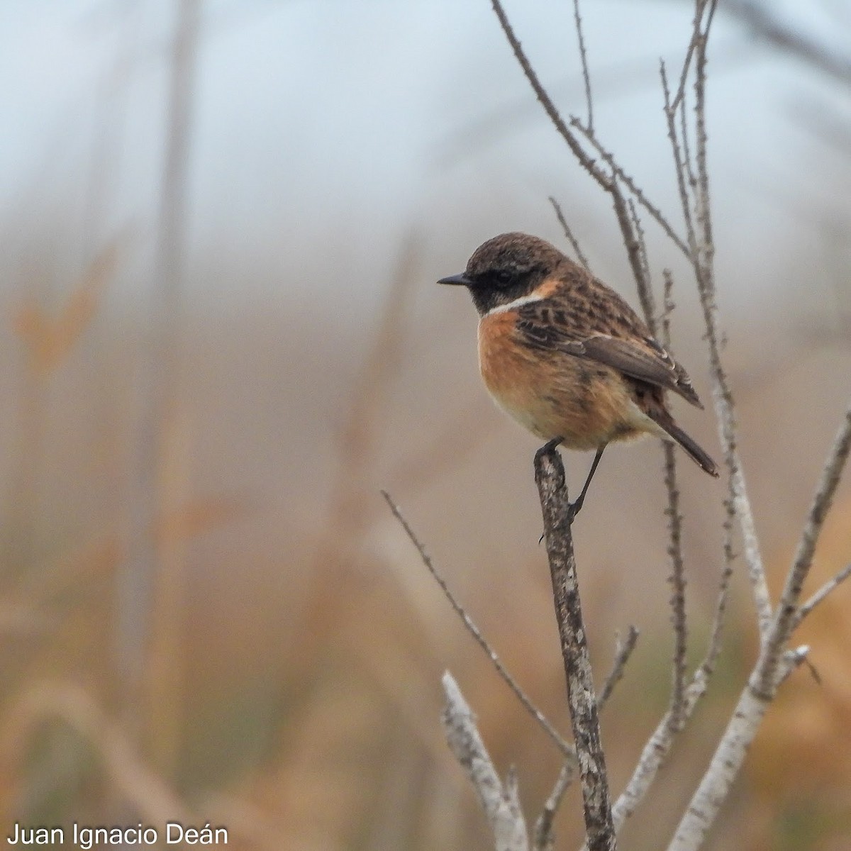 Tarier pâtre - ML647343240