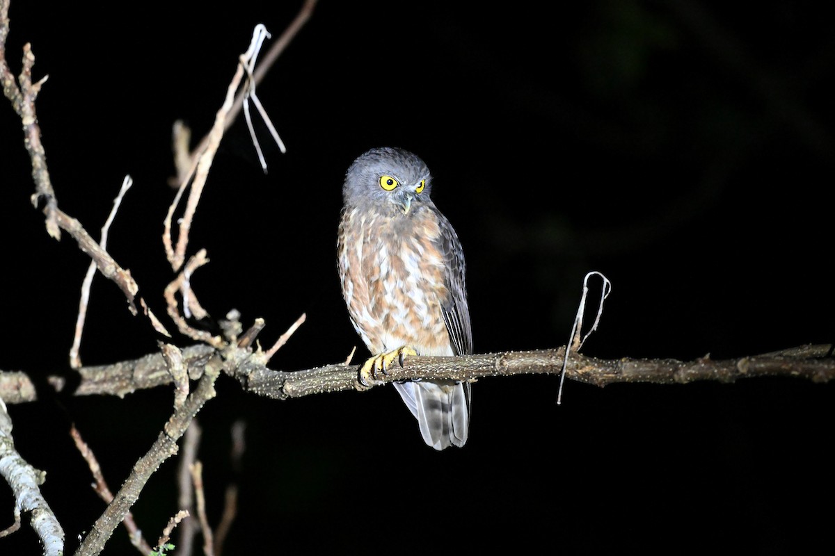 Andamanenkauz - ML647343242