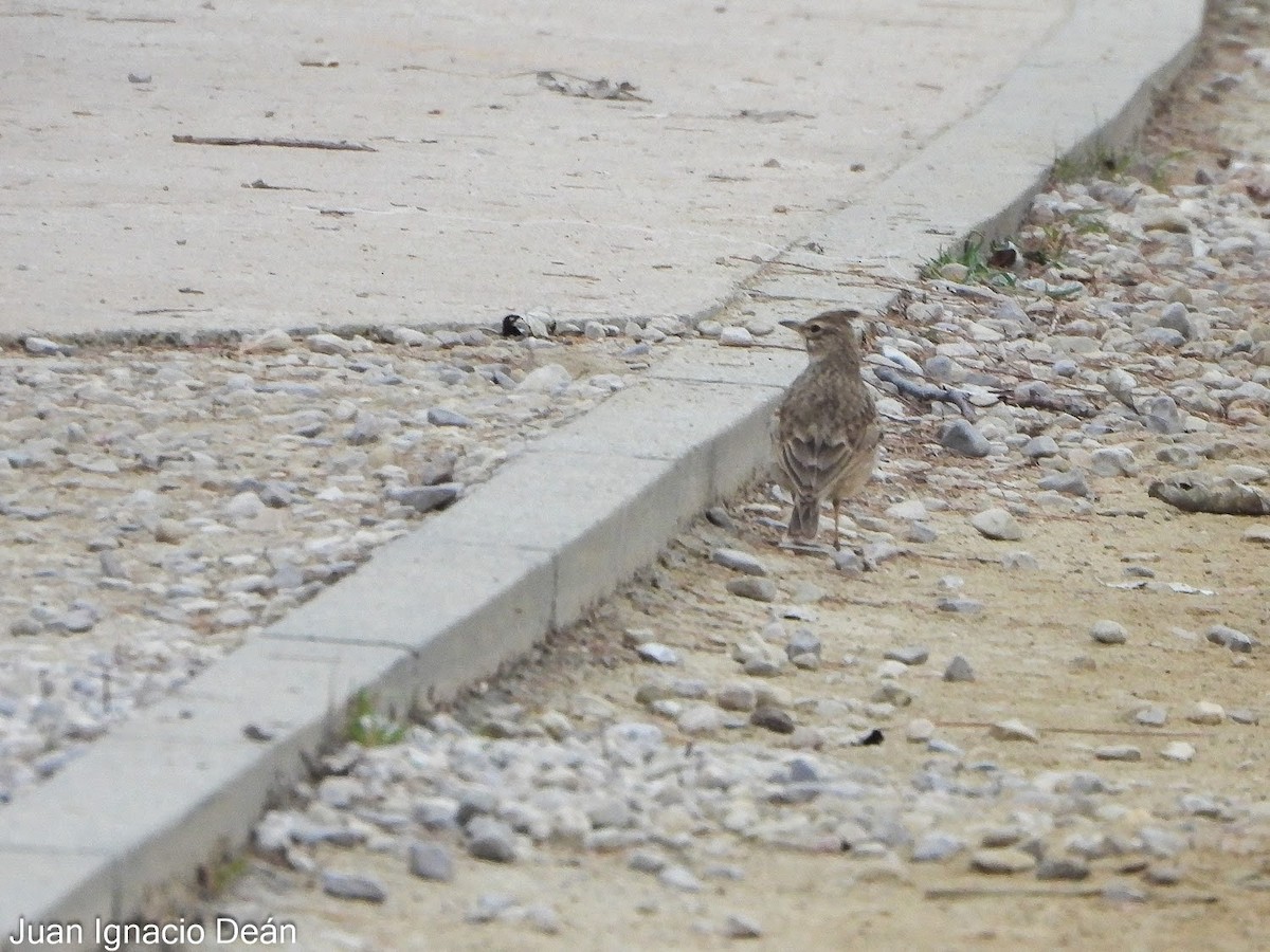 Cochevis huppé - ML647343244