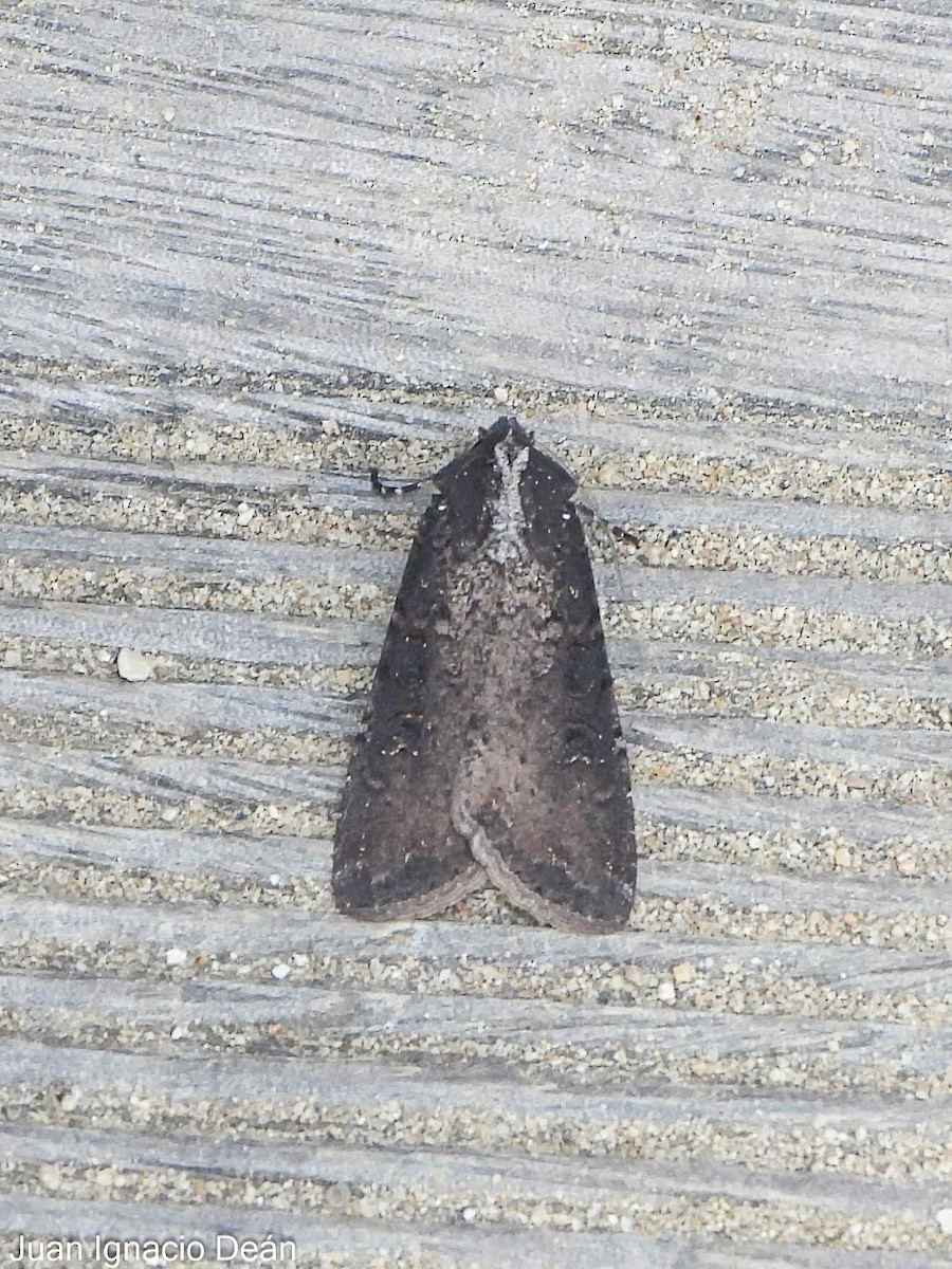 Noctuelle blessée - ML647343254