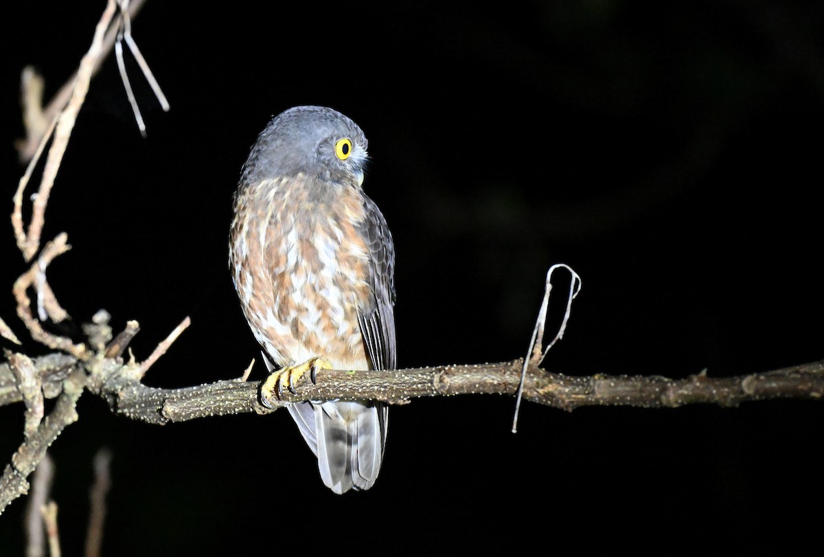 Andamanenkauz - ML647343265