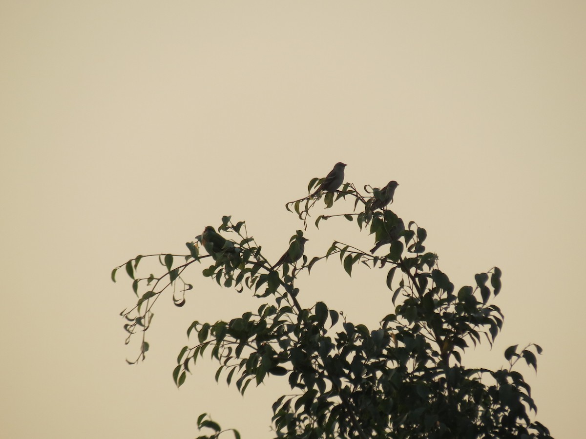 דרורית צהובת-גרון - ML647343281