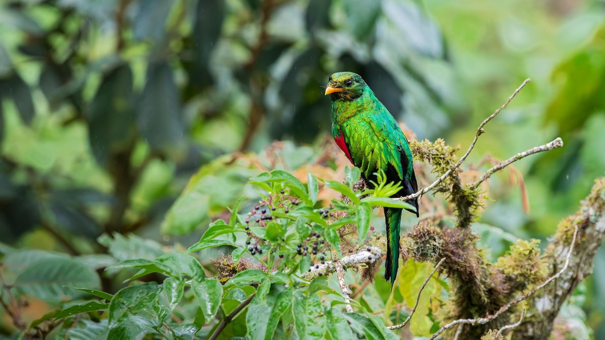 Quetzal doré - ML647343287