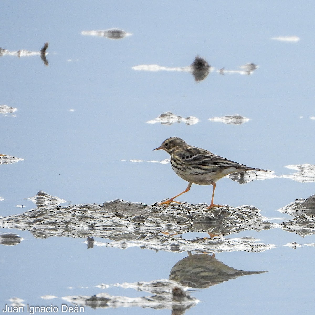 Pipit farlouse - ML647343301