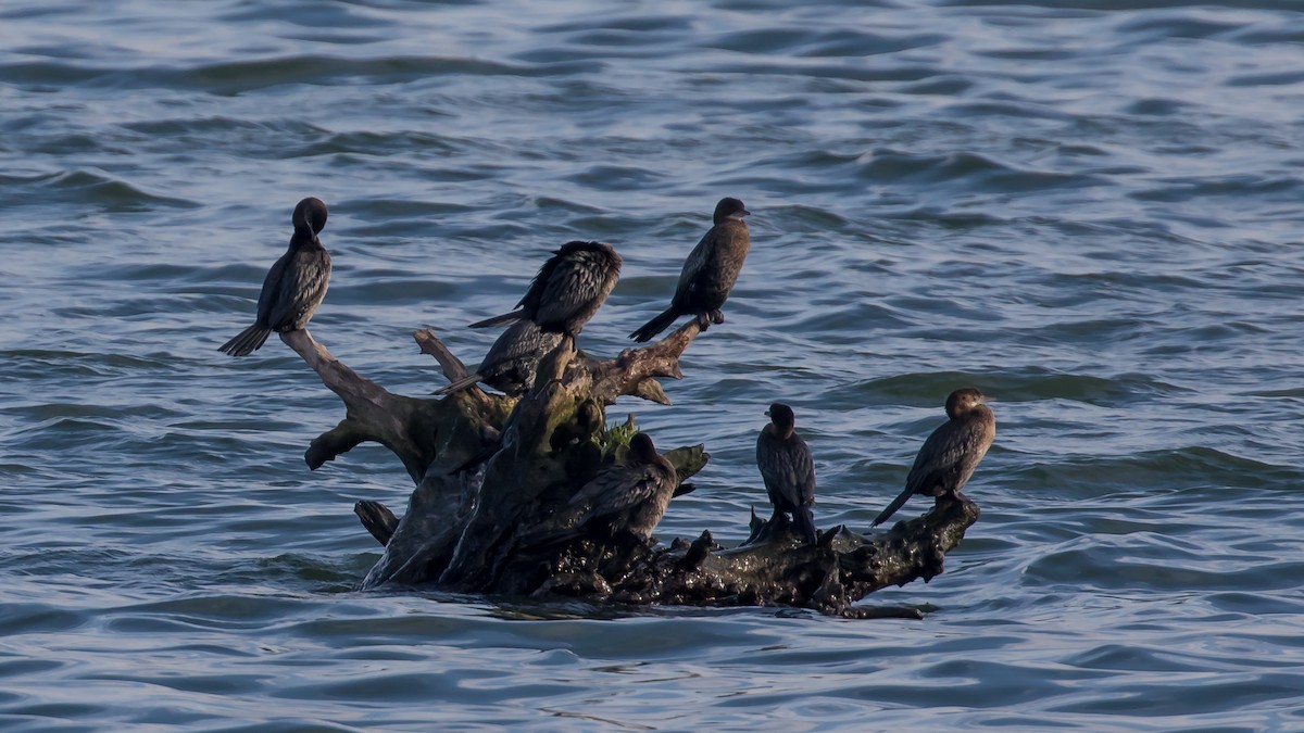 Ubarroi txikia - ML647343306