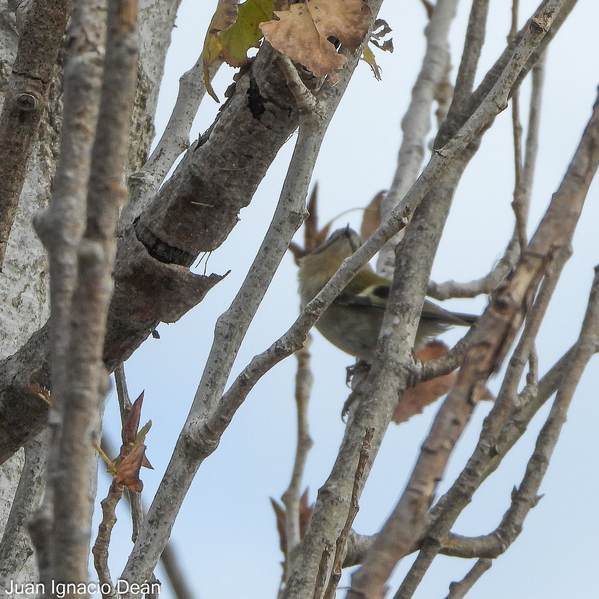 Roitelet huppé - ML647343308