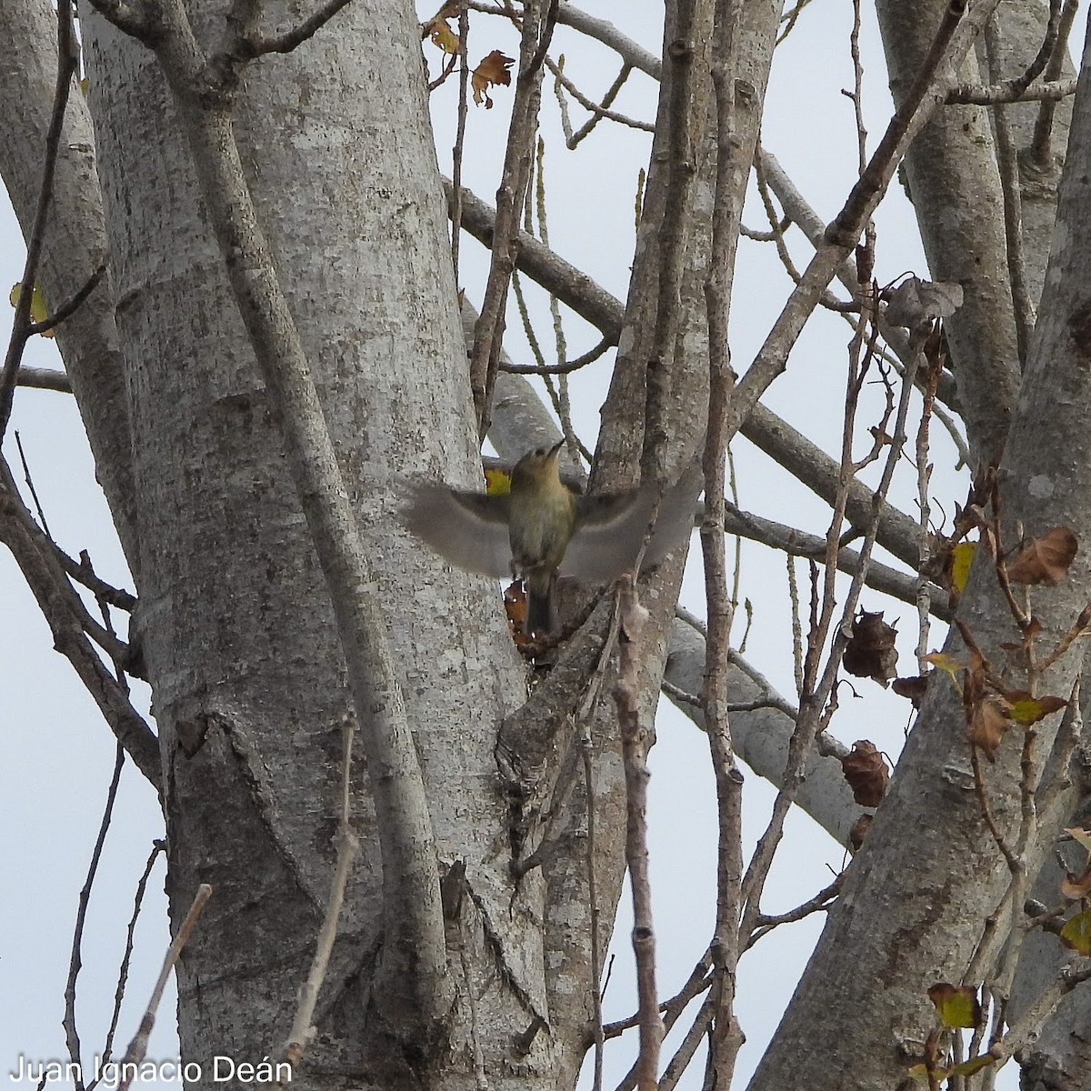 Roitelet huppé - ML647343309